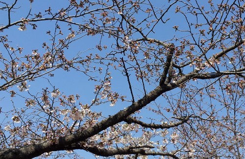 桜の花もほころび始めた良き日